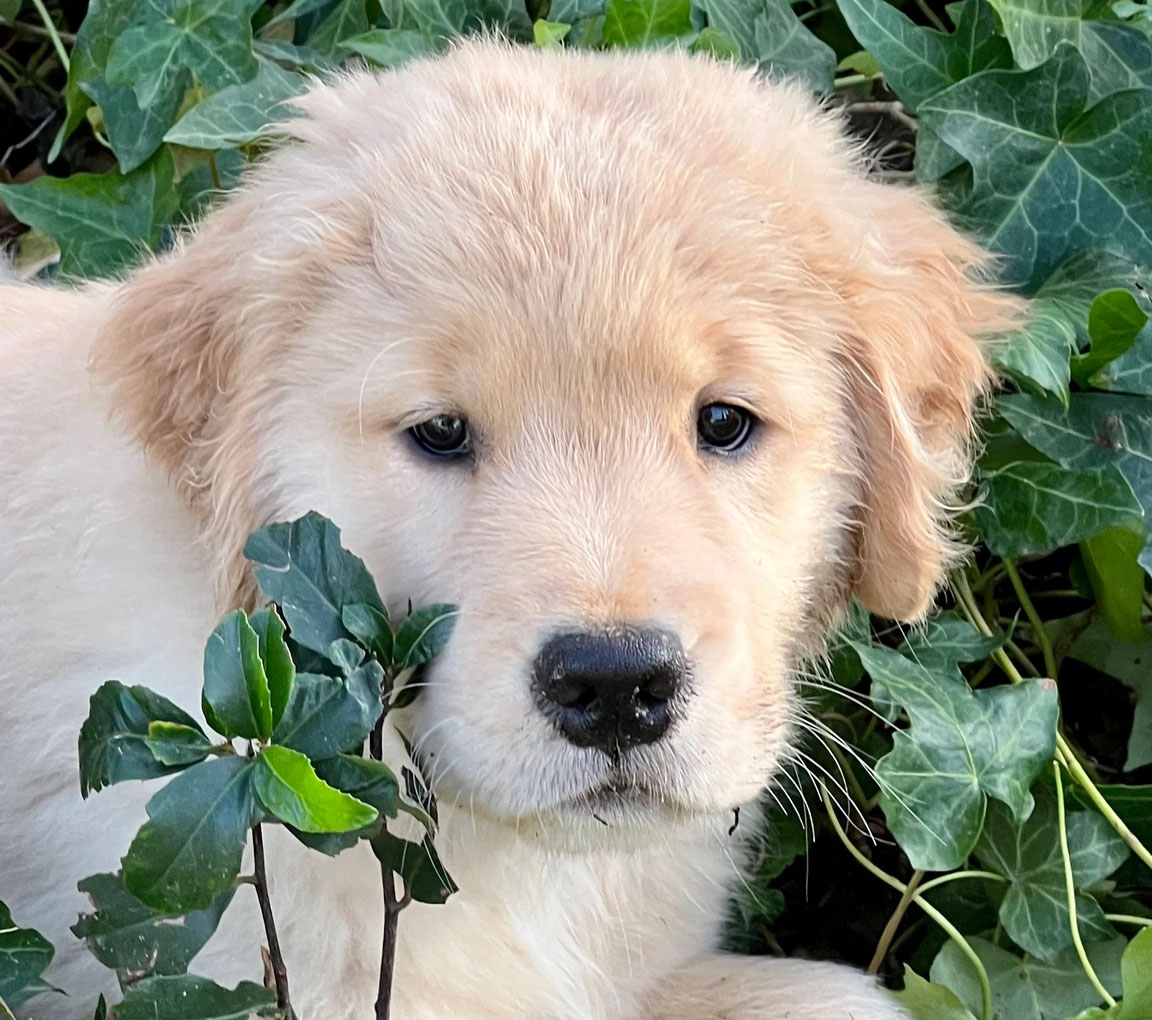 Lola, UCPCC's adorable new mascot laying in foliage.